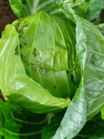 Image/produit/particulier/Caraib'Home Koudadja _115_115_Choux fleur2.jpeg